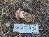  ( - FDS-CA-00621)  @11 [ ] by-nc (2024) Warren Cardimona Fungal Diversity Survey