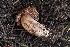  (Cortinarius vernalisierraensis - FDS-CA-00618)  @11 [ ] by-nc (2024) Warren Cardimona Fungal Diversity Survey