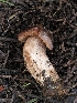  ( - FDS-CA-00618)  @11 [ ] by-nc (2024) Warren Cardimona Fungal Diversity Survey