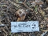  ( - FDS-CA-00618)  @11 [ ] by-nc (2024) Warren Cardimona Fungal Diversity Survey