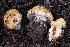 ( - FDS-CA-00625)  @11 [ ] by-nc (2024) Warren Cardimona Fungal Diversity Survey
