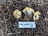  ( - FDS-CA-00625)  @11 [ ] by-nc (2024) Warren Cardimona Fungal Diversity Survey