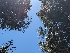  ( - FDS-CA-00625)  @11 [ ] by-nc (2024) Warren Cardimona Fungal Diversity Survey