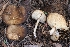  ( - FDS-CA-00665)  @11 [ ] by-nc (2024) Warren Cardimona Fungal Diversity Survey