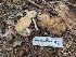  ( - FDS-CA-00665)  @11 [ ] by-nc (2024) Warren Cardimona Fungal Diversity Survey