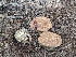  ( - FDS-CA-00900)  @11 [ ] by-nc (2024) Warren Cardimona Fungal Diversity Survey