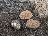  ( - FDS-CA-00900)  @11 [ ] by-nc (2024) Warren Cardimona Fungal Diversity Survey