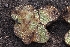  ( - FDS-CA-00670)  @11 [ ] by-nc (2024) Warren Cardimona Fungal Diversity Survey