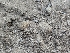  ( - FDS-CA-00670)  @11 [ ] by-nc (2024) Warren Cardimona Fungal Diversity Survey