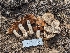  ( - FDS-CA-00674)  @11 [ ] by-nc (2024) Warren Cardimona Fungal Diversity Survey