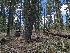  ( - FDS-CA-00674)  @11 [ ] by-nc (2024) Warren Cardimona Fungal Diversity Survey