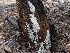  ( - FDS-CA-00178)  @11 [ ] by-nc (2024) Taye Bright Fungal Diversity Survey