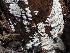  ( - FDS-CA-00178)  @11 [ ] by-nc (2024) Taye Bright Fungal Diversity Survey