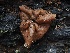  (Discina mcknightii - FDS-CA-00179)  @11 [ ] by-nc (2024) Taye Bright Fungal Diversity Survey