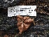  ( - FDS-CA-00179)  @11 [ ] by-nc (2024) Taye Bright Fungal Diversity Survey