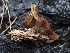  ( - FDS-CA-00179)  @11 [ ] by-nc (2024) Taye Bright Fungal Diversity Survey