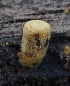  ( - FDS-CA-00190)  @11 [ ] by-nc (2024) Taye Bright Fungal Diversity Survey