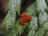  ( - FDS-CA-00194)  @11 [ ] by-nc (2024) Taye Bright Fungal Diversity Survey
