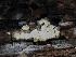  ( - FDS-CA-00199)  @11 [ ] by-nc (2024) Taye Bright Fungal Diversity Survey