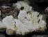  ( - FDS-CA-00199)  @11 [ ] by-nc (2024) Taye Bright Fungal Diversity Survey