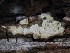  ( - FDS-CA-00199)  @11 [ ] by-nc (2024) Taye Bright Fungal Diversity Survey