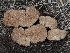  ( - FDS-CA-00196)  @11 [ ] by-nc (2024) Taye Bright Fungal Diversity Survey