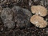  (Gautieria sp. CA06 - FDS-CA-00196)  @11 [ ] by-nc (2024) Taye Bright Fungal Diversity Survey