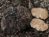  ( - FDS-CA-00196)  @11 [ ] by-nc (2024) Taye Bright Fungal Diversity Survey