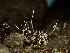  (Wawelia - FDS-CA-00221)  @11 [ ] by-nc (2024) Dean Lyons Fungal Diversity Survey