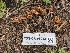  ( - FDS-CA-05218)  @11 [ ] c (2024) Andrew Claassen Fungal Diversity Survey