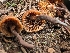  ( - FDS-CA-05218)  @11 [ ] c (2024) Andrew Claassen Fungal Diversity Survey