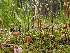  ( - FDS-CA-05217)  @11 [ ] c (2024) Andrew Claassen Fungal Diversity Survey