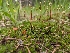  ( - FDS-CA-05217)  @11 [ ] c (2024) Andrew Claassen Fungal Diversity Survey