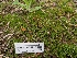 ( - FDS-CA-05217)  @11 [ ] c (2024) Andrew Claassen Fungal Diversity Survey