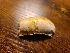  ( - FDS-CA-04266)  @11 [ ] by-nc (2024) Fresno Mycology Society Fungal Diversity Survey