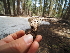  ( - FDS-CA-04273)  @11 [ ] by-nc (2024) Fresno Mycology Society Fungal Diversity Survey