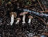  ( - FDS-CA-04275)  @11 [ ] by-nc (2024) Fresno Mycology Society Fungal Diversity Survey
