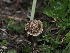  ( - FDS-CA-04279)  @11 [ ] by-nc (2024) Fresno Mycology Society Fungal Diversity Survey