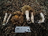  ( - FDS-CA-04277)  @11 [ ] by-nc (2024) Fresno Mycology Society Fungal Diversity Survey