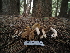  ( - FDS-CA-04277)  @11 [ ] by-nc (2024) Fresno Mycology Society Fungal Diversity Survey