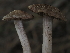  ( - FDS-CA-04277)  @11 [ ] by-nc (2024) Fresno Mycology Society Fungal Diversity Survey