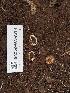  ( - FDS-CA-04280)  @11 [ ] by-nc (2024) Fresno Mycology Society Fungal Diversity Survey