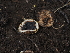  ( - FDS-CA-04280)  @11 [ ] by-nc (2024) Fresno Mycology Society Fungal Diversity Survey