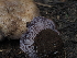  ( - FDS-CA-04281)  @11 [ ] by-nc (2024) Fresno Mycology Society Fungal Diversity Survey