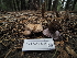 ( - FDS-CA-04281)  @11 [ ] by-nc (2024) Fresno Mycology Society Fungal Diversity Survey