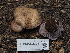  ( - FDS-CA-04281)  @11 [ ] by-nc (2024) Fresno Mycology Society Fungal Diversity Survey