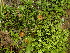  ( - FDS-CA-01561)  @11 [ ] c (2024) Rudy Diaz Fungal Diversity Survey
