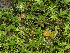  (Octospora sp. CA02 - FDS-CA-01561)  @11 [ ] c (2024) Rudy Diaz Fungal Diversity Survey