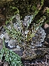  (Kretzschmaria deusta - FDS-CA-05184)  @11 [ ] by (2024) Mandy Hackney Fungal Diversity Survey