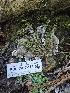  ( - FDS-CA-05184)  @11 [ ] by (2024) Mandy Hackney Fungal Diversity Survey